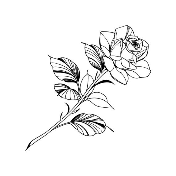 Rose and Thorn