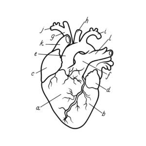 Anatomically Accurate