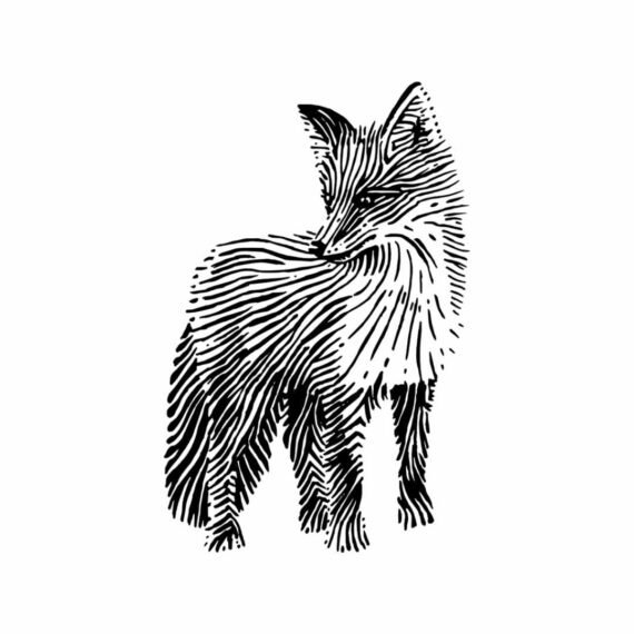 Vulpe