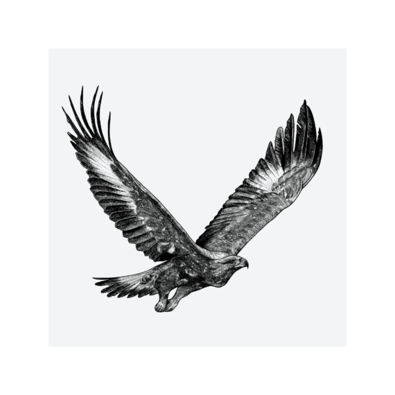 Born to Fly