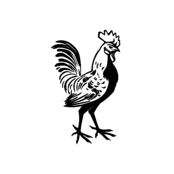 Eager Rooster