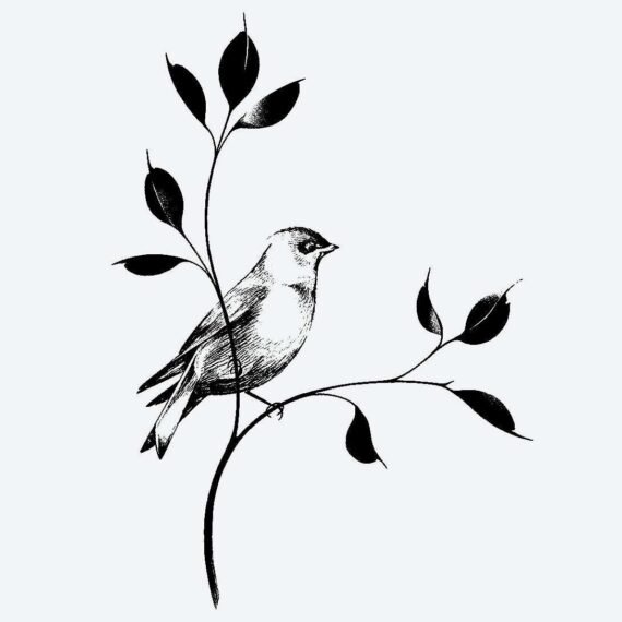 Casual Cardinal
