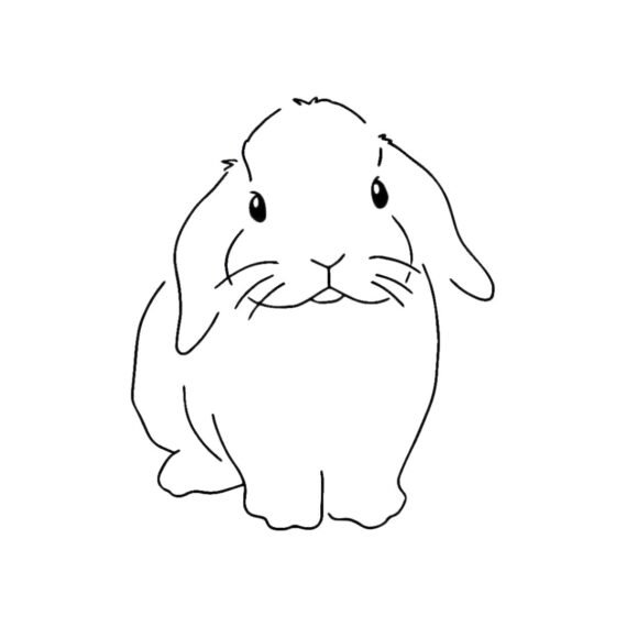 Lil Bunny