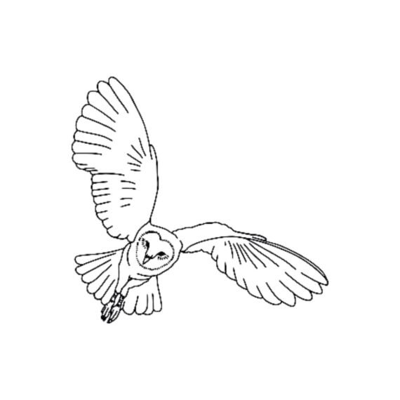Owl in Flight