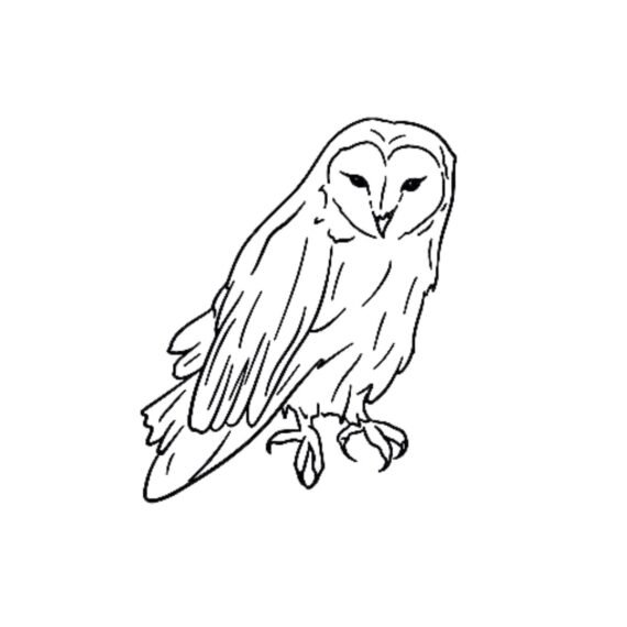 Wisest Owl